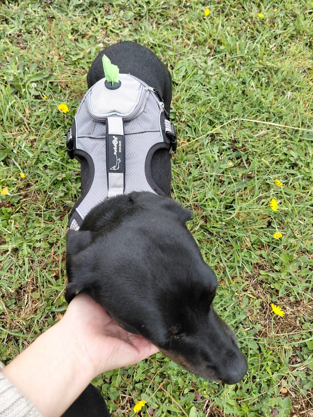 Arnés Outdoor Furiidog para Perros Activos