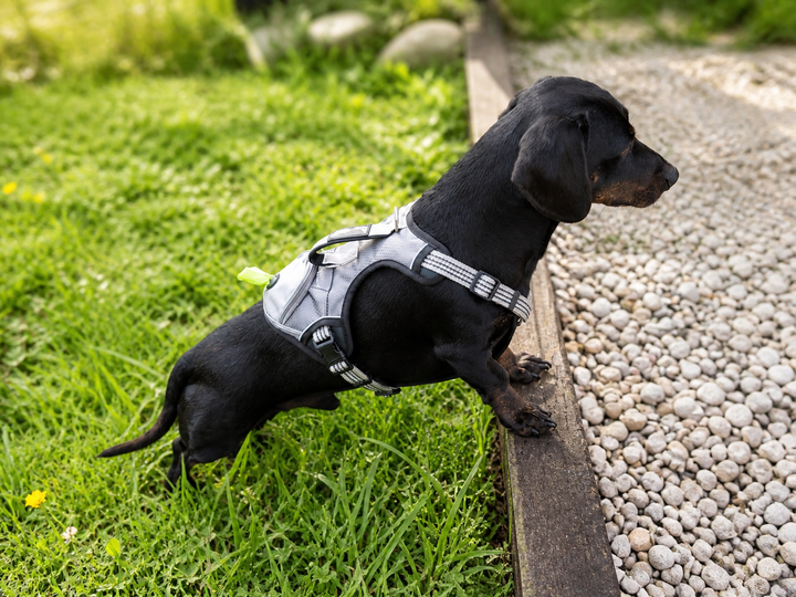 Pack Paseo Controlado Furiidog