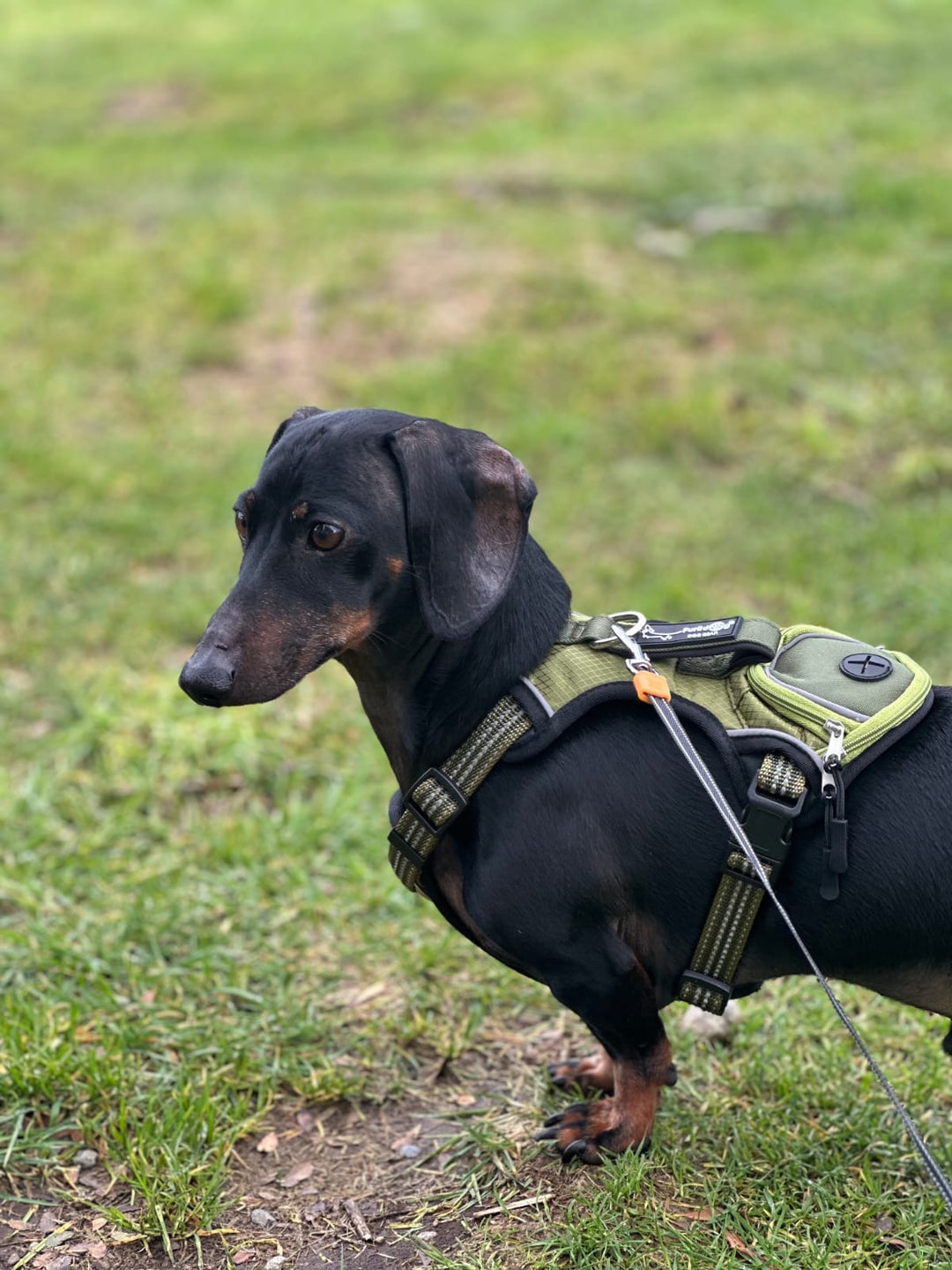 Pack Paseo Controlado Furiidog