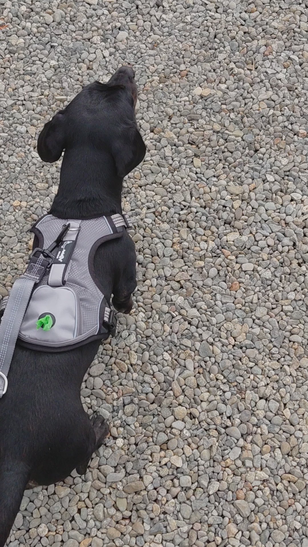 Pack Paseo Controlado Furiidog
