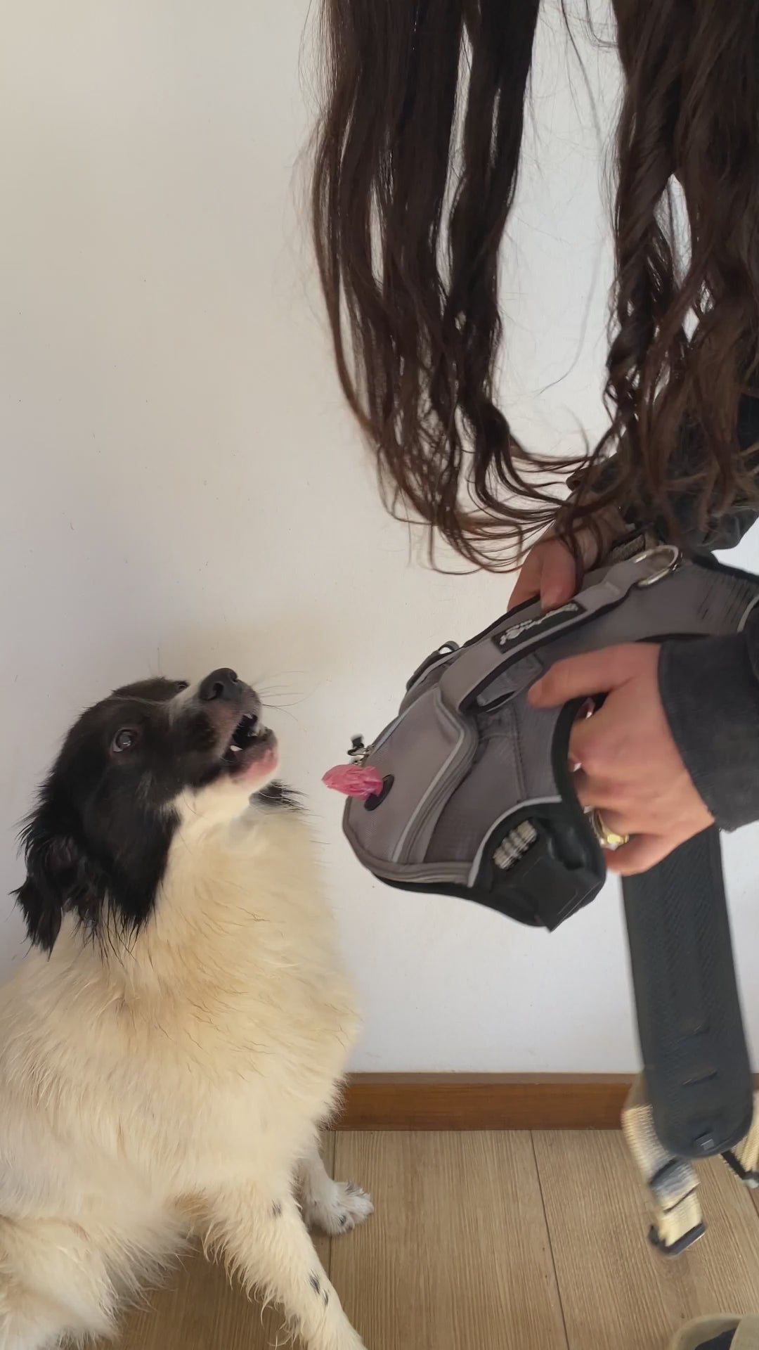 Pack Paseo Controlado Furiidog Gris